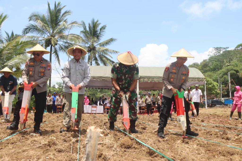 penanaman raya jagung serentak yang di pusatkan di lahan pertanian tepatnya di Desa Watulimo, Kecamatan Watulimo